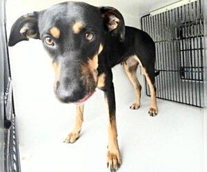 Doberman Pinscher Dogs for adoption in Houston, TX, USA
