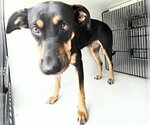 Small Doberman Pinscher