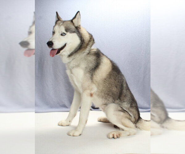 Medium Photo #2 Siberian Husky Puppy For Sale in Burbank, CA, USA