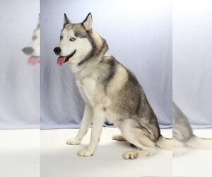 BUDDY - Male Siberian Husky Dog for Adoption - Photo #2