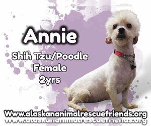 Shih-Poo Dogs for adoption in Anchorage, AK, USA