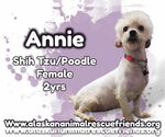 Small Shih-Poo