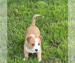 Small #2 Australian Shepherd