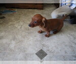 Small Photo #6 Dachshund Puppy For Sale in OWEN, WI, USA
