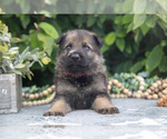 Small #3 German Shepherd Dog