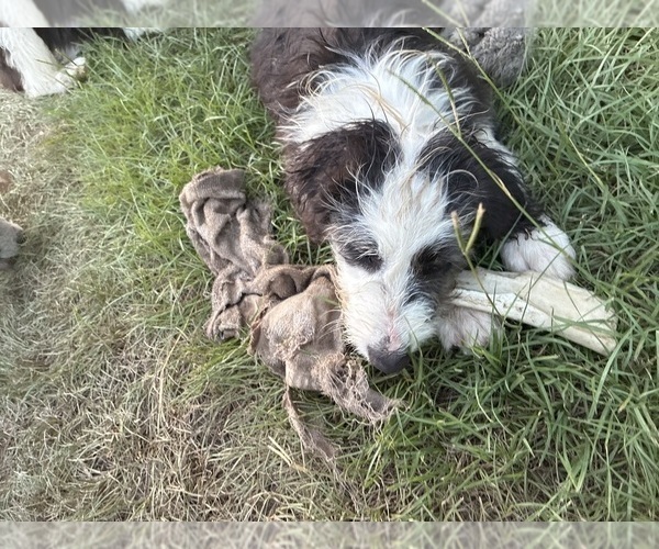 Medium Photo #2 Australian Shepherd-Old English Sheepdog Mix Puppy For Sale in BROKEN BOW, OK, USA