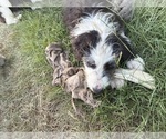 Small Photo #2 Australian Shepherd-Old English Sheepdog Mix Puppy For Sale in BROKEN BOW, OK, USA