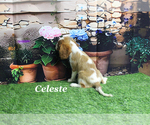Small #15 Cavalier King Charles Spaniel