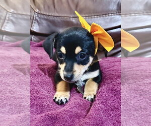 Rat Terrier Dogs for adoption in Holly Springs, NC, USA