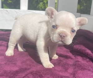 French Bulldog Puppy for sale in ATLANTA, GA, USA
