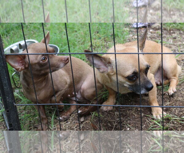 Medium Photo #4 Chiweenie Puppy For Sale in Bandera, TX, USA