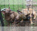 Small #3 Chiweenie