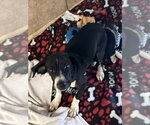 The Doxies : Delta - Female Dachshund-Unknown Mix Dog for Adoption - Small photo