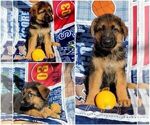 Small Photo #4 German Shepherd Dog Puppy For Sale in SACRAMENTO, CA, USA
