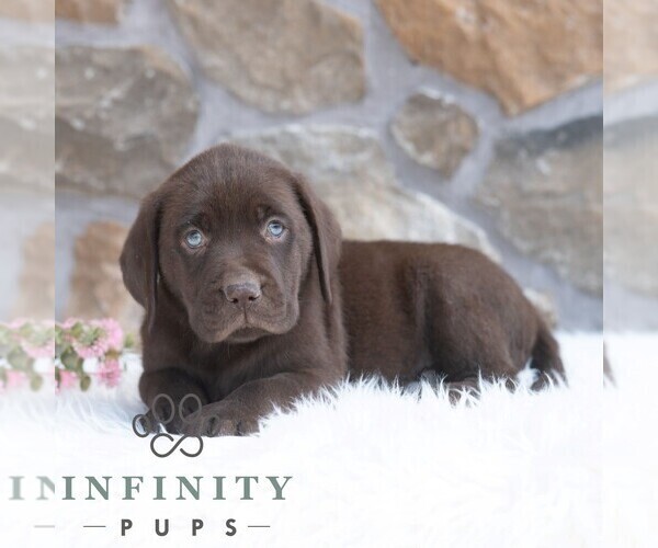 Medium Photo #4 Labrador Retriever Puppy For Sale in MIFFLINTOWN, PA, USA