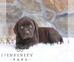 Small #3 Labrador Retriever