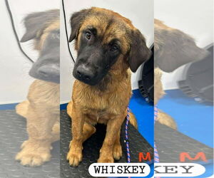 Mutt Dogs for adoption in Woodbury, NY, USA