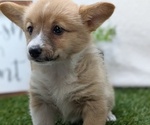 Small #4 Pembroke Welsh Corgi