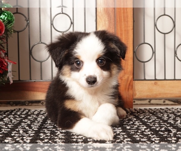 Medium Photo #1 Miniature Australian Shepherd Puppy For Sale in NAPLES, FL, USA