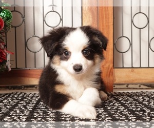 Miniature Australian Shepherd Puppy for sale in NAPLES, FL, USA