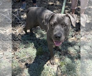 American Staffordshire Terrier-Mastiff Mix Dogs for adoption in Incline Village, NV, USA