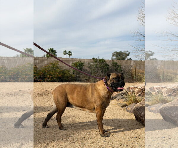 Medium Photo #2 Mutt Puppy For Sale in Goodyear, AZ, USA