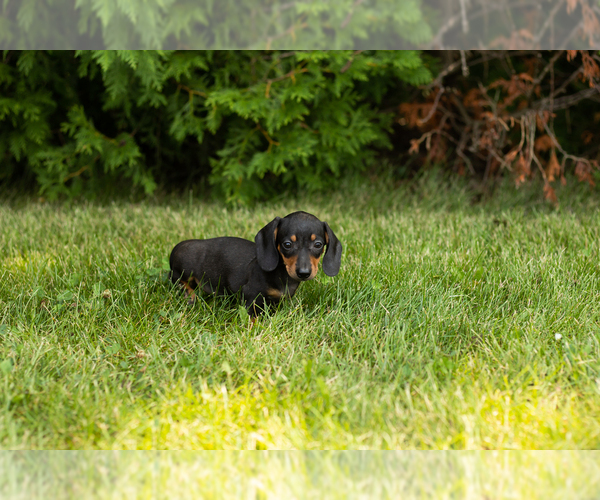 Medium Photo #7 Dachshund Puppy For Sale in MILFORD, IN, USA
