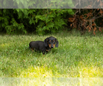 Small #6 Dachshund