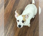 Small #2 American Pit Bull Terrier-Pekingese Mix