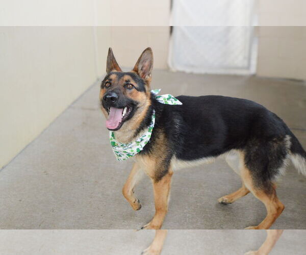 Medium Photo #3 German Shepherd Dog-Unknown Mix Puppy For Sale in McKinney, TX, USA