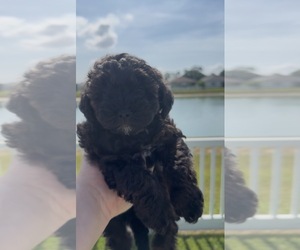 Medium Miniature Bernedoodle