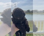 Puppy 5 Miniature Bernedoodle