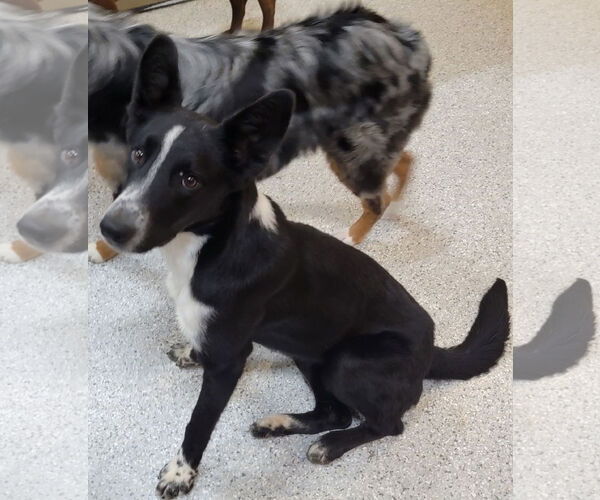 Medium Photo #5 Border Collie Puppy For Sale in Highland, IL, USA