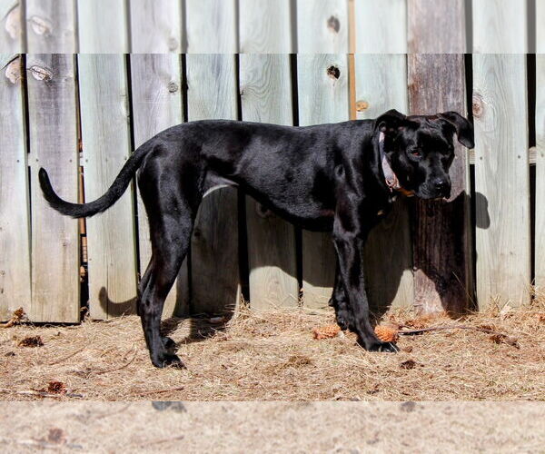 Medium Photo #7 Mutt Puppy For Sale in Cottage Grove, MN, USA