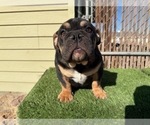 Small #11 English Bulldog