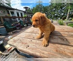 Small #1 Golden Retriever