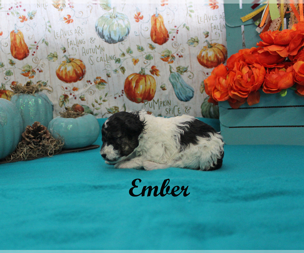 Medium Photo #6 Poodle (Toy) Puppy For Sale in CHANUTE, KS, USA