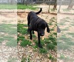 Small Photo #10 Coonhound-Retriever  Mix Puppy For Sale in Mountain View, AR, USA