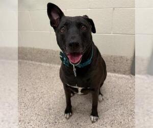 Labrador Retriever-Unknown Mix Dogs for adoption in Brighton, CO, USA