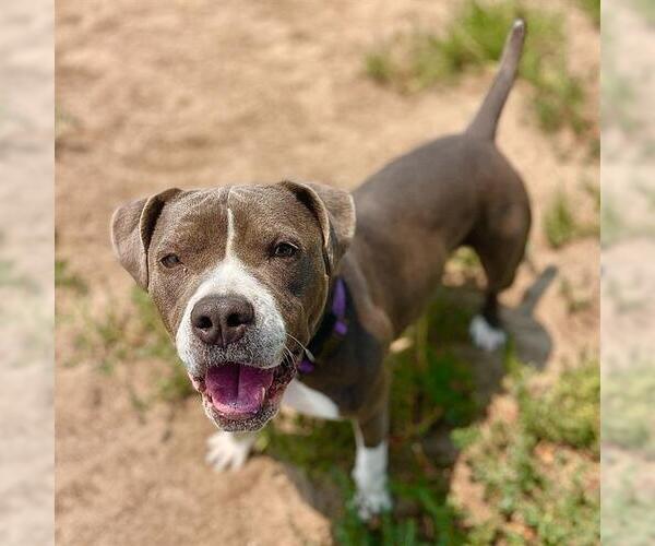 Medium Photo #2 Mutt Puppy For Sale in Aurora, CO, USA