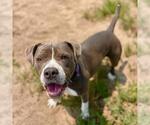 Small #1 Mutt