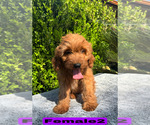 Small #2 Goldendoodle (Miniature)
