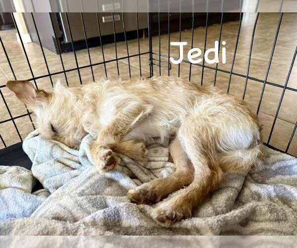 Medium Photo #3 Lhasa Apso-Norfolk Terrier Mix Puppy For Sale in Cave Creek, AZ, USA
