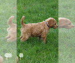 Small #6 Goldendoodle (Miniature)