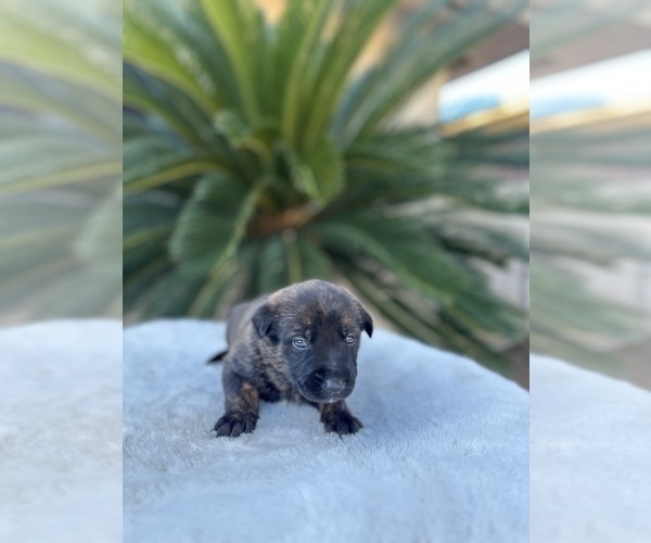 Medium Photo #11 Dutch Shepherd Dog Puppy For Sale in LOS ANGELES, CA, USA