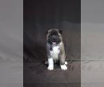 Small Photo #2 Akita Puppy For Sale in YONKERS, NY, USA