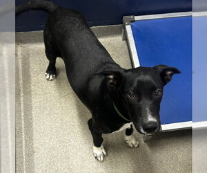 Labrador Retriever-Unknown Mix Dogs for adoption in Sterling, MA, USA