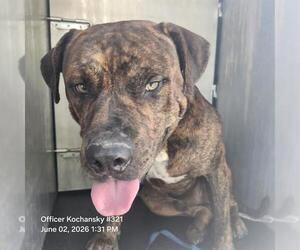 American Staffordshire Terrier-Unknown Mix Dogs for adoption in San Antonio, TX, USA