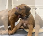 Small Photo #9 Rhodesian Ridgeback Puppy For Sale in KELLER, TX, USA