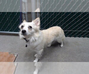 Chiranian Dogs for adoption in Downey, CA, USA